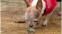 My Dog Ate A Frog What To Do Next