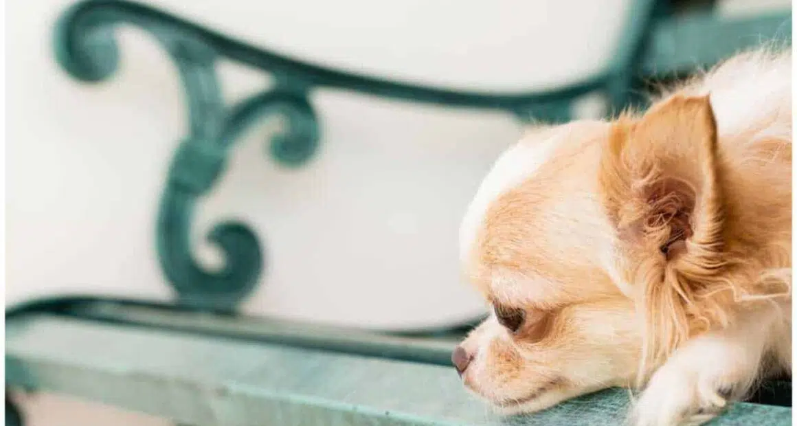 Separation Anxiety In Chihuahuas