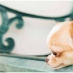 Separation Anxiety in Chihuahuas