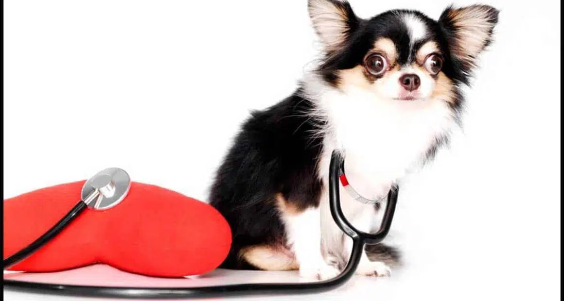 Should I Get My Chihuahua Health Insurance
