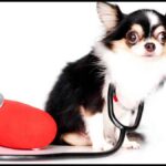 Should I Get My Chihuahua Health Insurance?