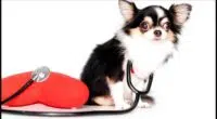 Should I Get My Chihuahua Health Insurance