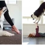 Top 10 Dog Work Outs for You and Your Chi