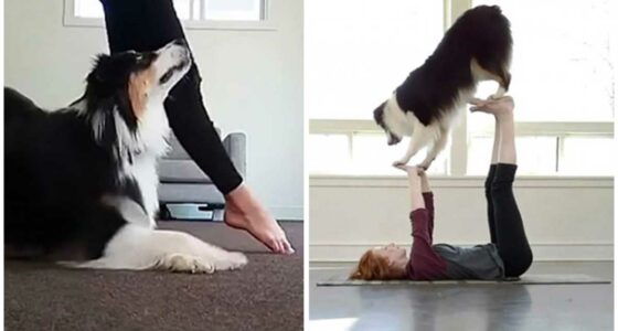 Ten Top Work Outs for You and Your Dog