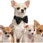 The Cost of Chihuahua Puppies & Adult Dogs Calculator