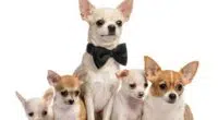 The Cost of Chihuahua Puppies Adult Dogs with Calculator
