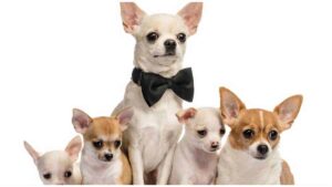 Read more about the article The Cost of Chihuahua Puppies & Adult Dogs Calculator