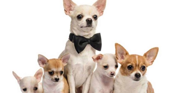 The Cost of Chihuahua Puppies Adult Dogs with Calculator