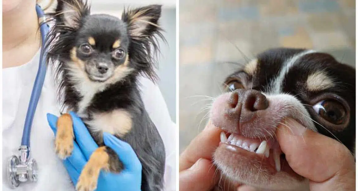 The dangers of periodontal gum disease in chihuahuas what you need to know