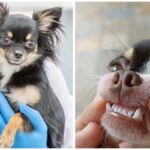 Periodontal Gum Disease in Chihuahuas