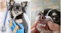 The dangers of periodontal gum disease in chihuahuas what you need to know