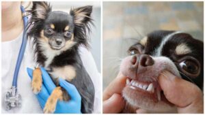 Read more about the article Periodontal Gum Disease in Chihuahuas