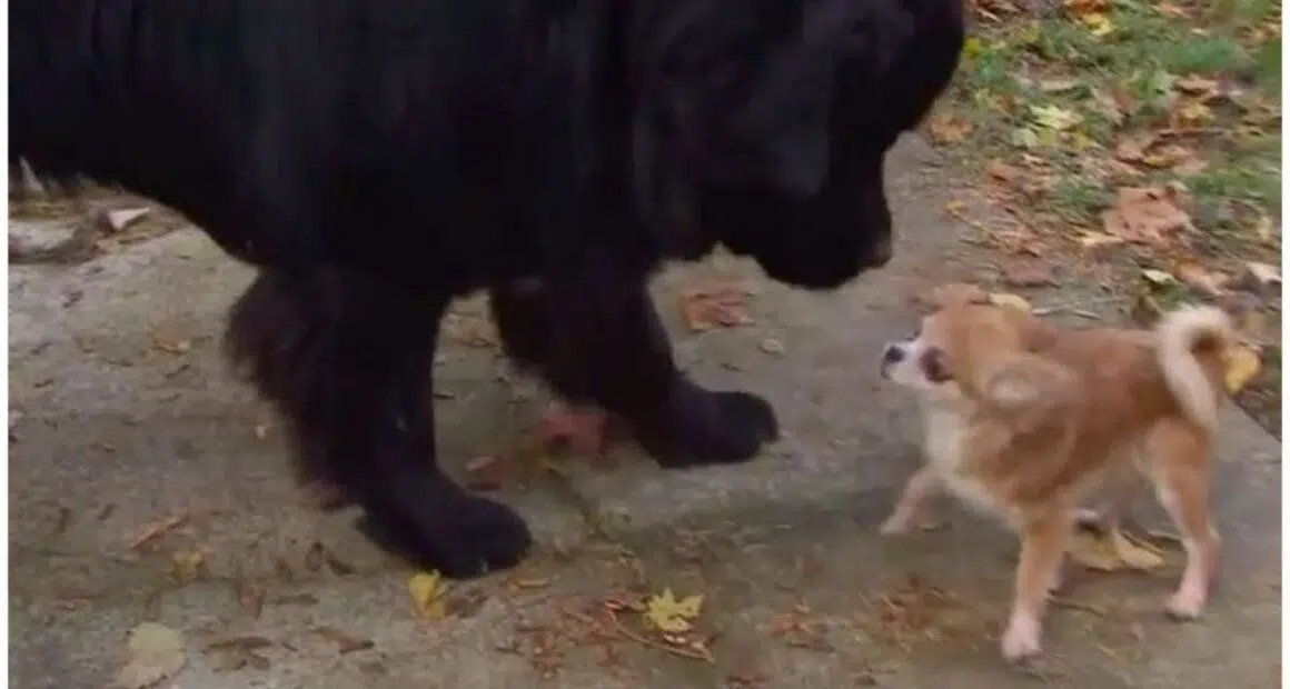 Tiny Chihuahua Saves Her Big Brother From Dog Thief