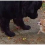 Tiny Chihuahua Saves Big Brother From Dog Thief