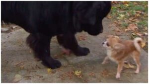 Read more about the article Tiny Chihuahua Saves Big Brother From Dog Thief