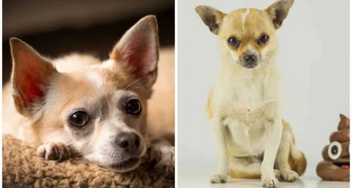 Ultimate Guide to Cure Your Chihuahuas Bad Stomach