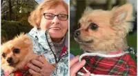 Volunteers come to rescue of pet chihuahua after owner Janet is taken ill