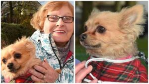 Read more about the article Volunteers Rescue a Chihuahua after Owner is Taken Ill