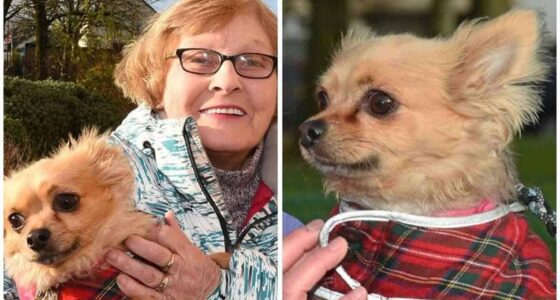 Volunteers come to rescue of pet chihuahua after owner Janet is taken ill