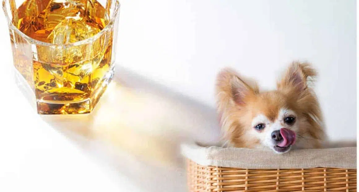 What To Do If Your Dog Drinks Alcohol