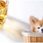 What To Do If Your Dog Drinks Alcohol