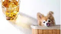 What To Do If Your Dog Drinks Alcohol