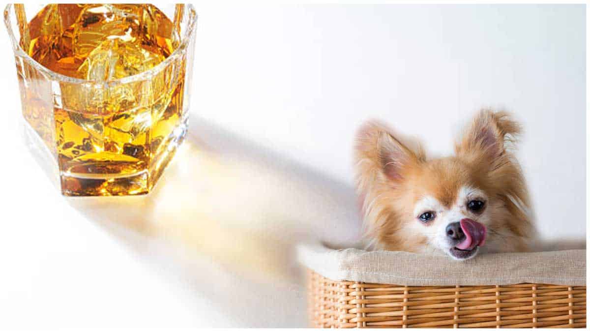 Read more about the article What To Do If Your Dog Drinks Alcohol