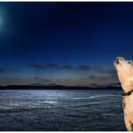 Why Do Dogs Howl At The Moon?