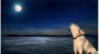 Why Do Dogs Howl At The Moon