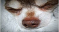 Why Is My Chihuahua Nose Dry
