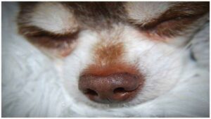 Read more about the article Why Is My Chihuahua’s Nose Dry?