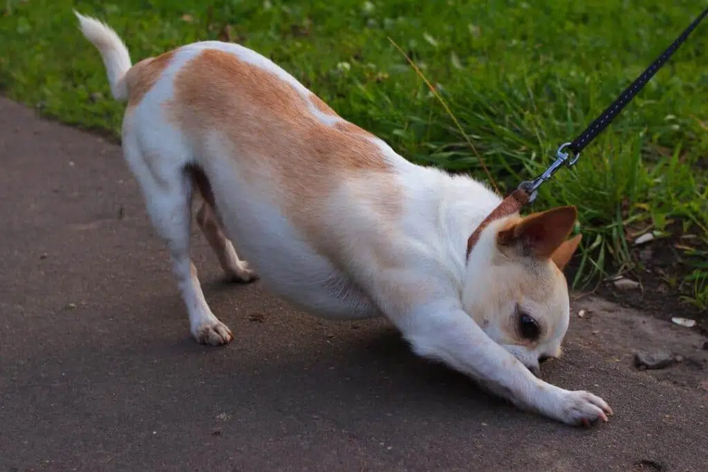 chihuahua agressive leash attached