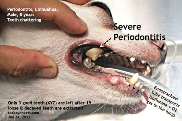 chihuahua severe periodontitis