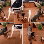 Chihuahua Mix and Pooch Fighting Video