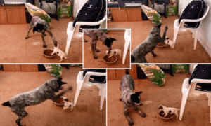 Read more about the article Chihuahua Mix and Pooch Fighting Video