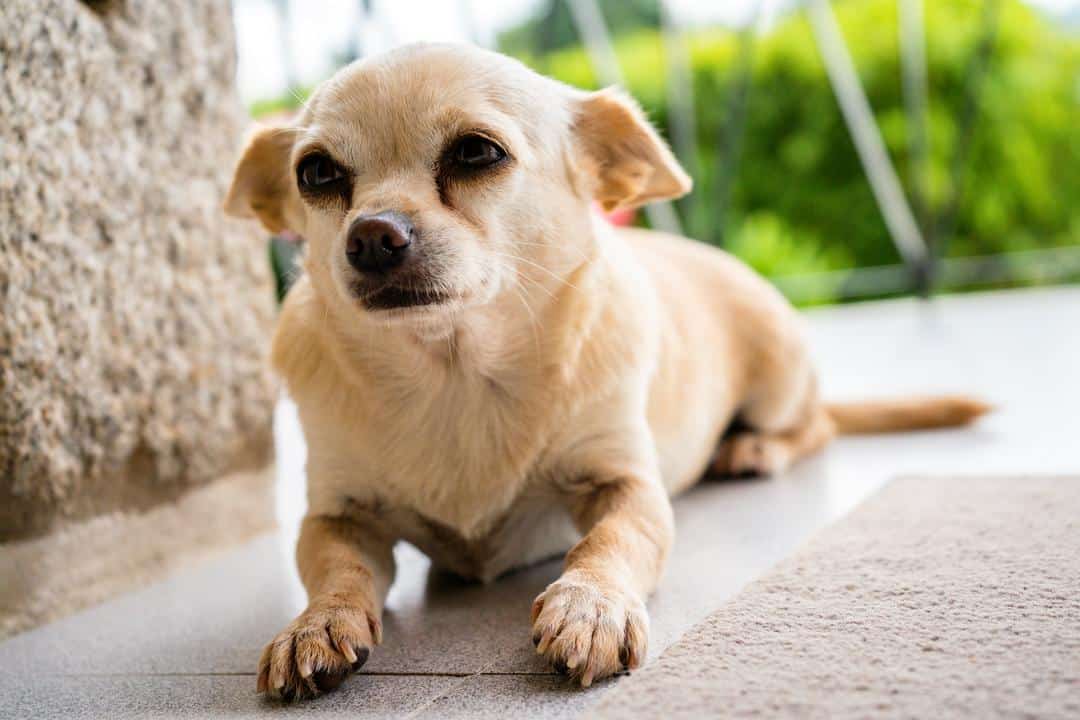 Separation Anxiety in Chihuahuas - The Biggest Chihuahua Community