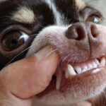 Chihuahua’s Teeth: Everything You Need to Know