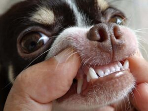 Read more about the article Chihuahua’s Teeth: Everything You Need to Know