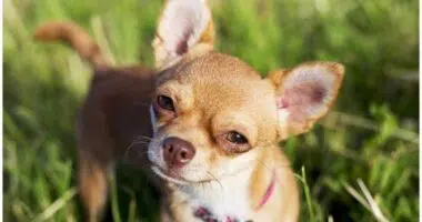 10 Feisty Facts About Chihuahuas
