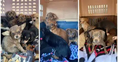 22 Puppies up for adoption in Fresno Saturday