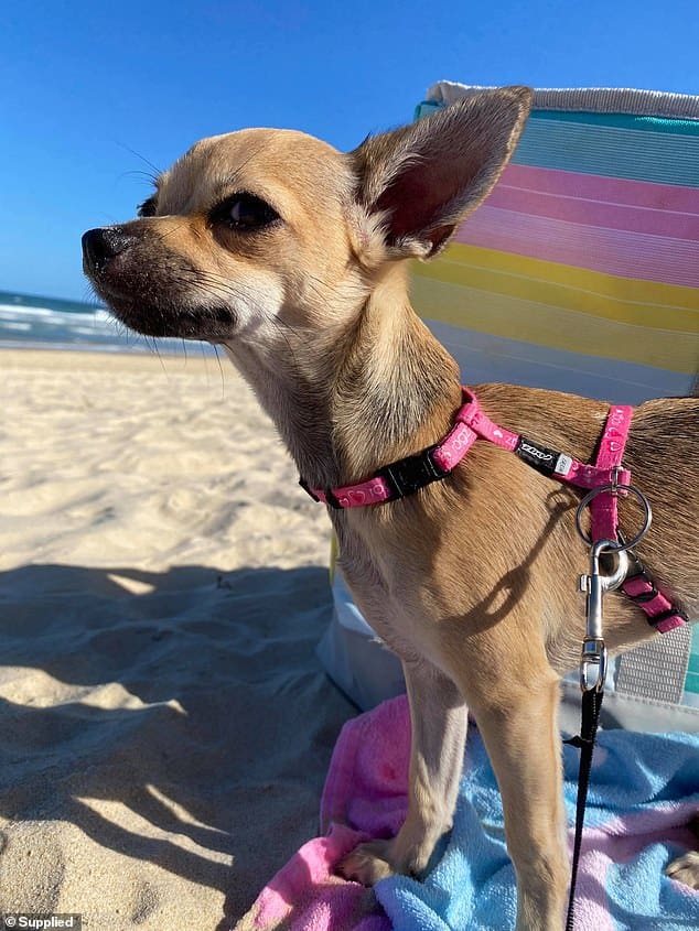 Chelsea the Chi Hurt After Getting Paws Stuck in Travelator