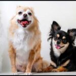 5 Things to Consider Before Adopting a Chihuahua