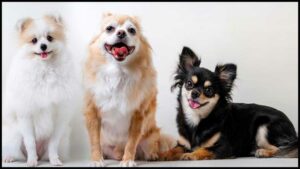 Read more about the article 5 Things to Consider Before Adopting a Chihuahua