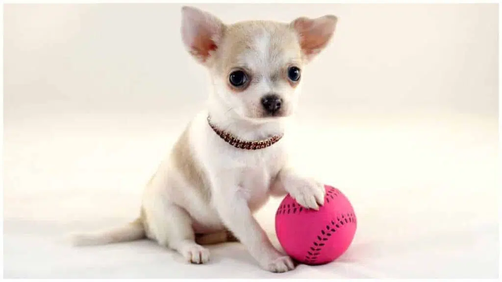 Chihuahua puppy playing and training outdoors