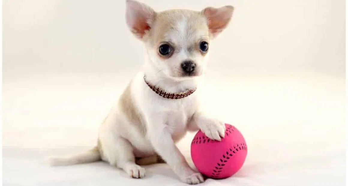 6 Tips for Optimum Chihuahua Playing And Training