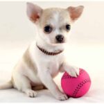 6 Tips for Optimum Chihuahua Playing And Training