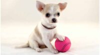 6 Tips for Optimum Chihuahua Playing And Training 2 6 Tips for Optimum Chihuahua Playing And Training