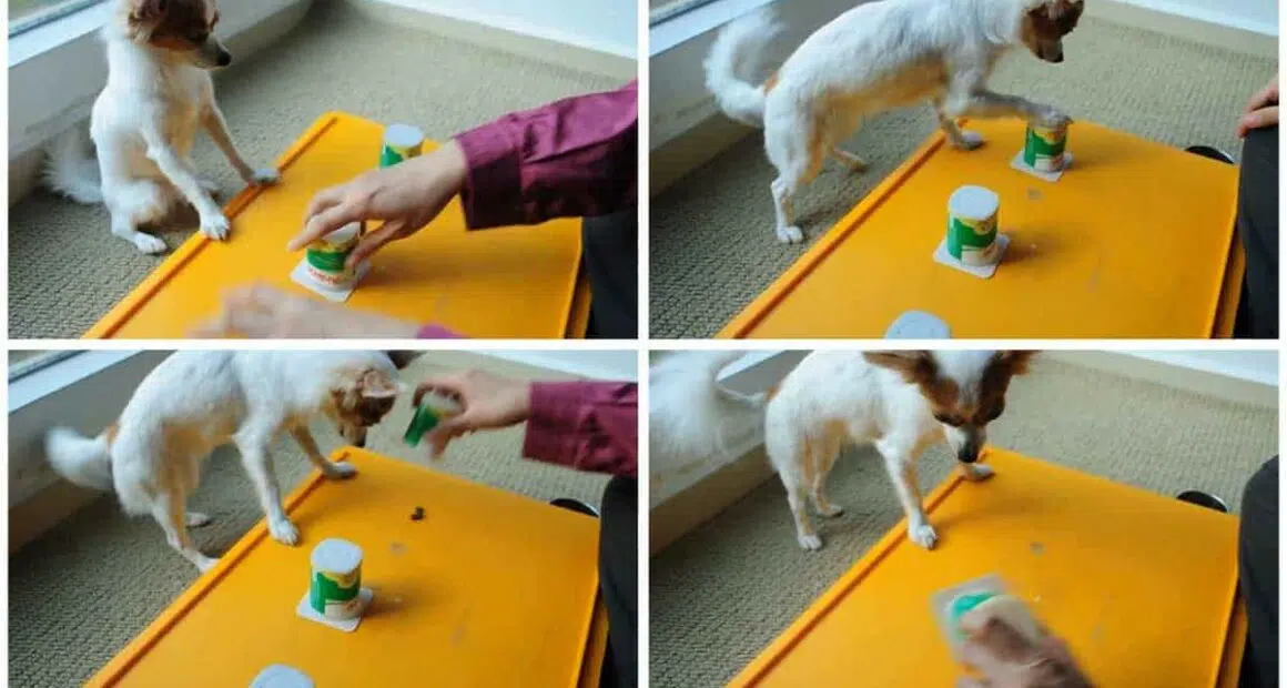 Amazing Chihuahua Plays A Game Of Cups