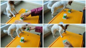 Read more about the article Amazing Chihuahua Plays A Game Of Cups