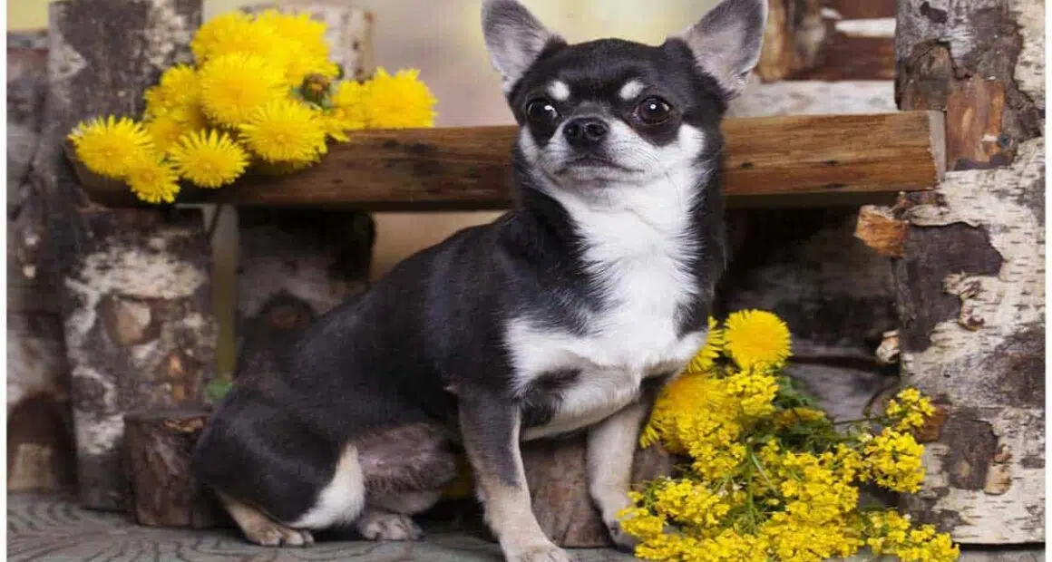 Black and White Chihuahua Puppies Adults and Seniors